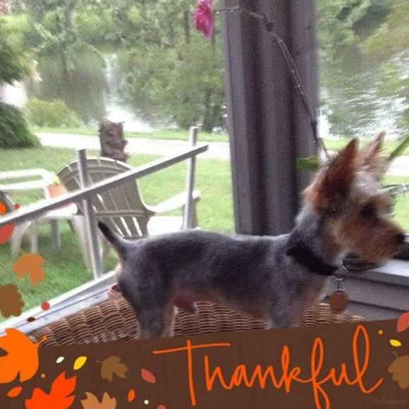 Meet your Posher, Mae - Picture 1 of 1